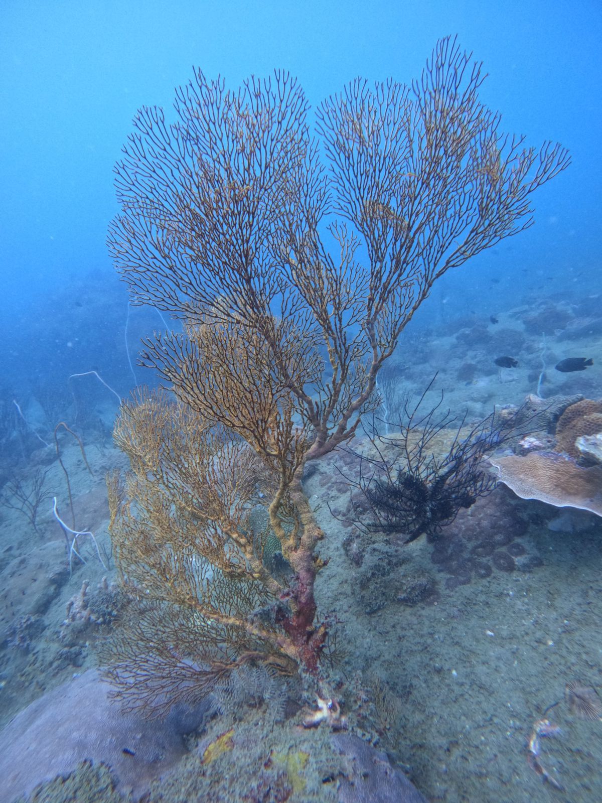 WhatsApp-Image-2023-06-19-at-12.10.02