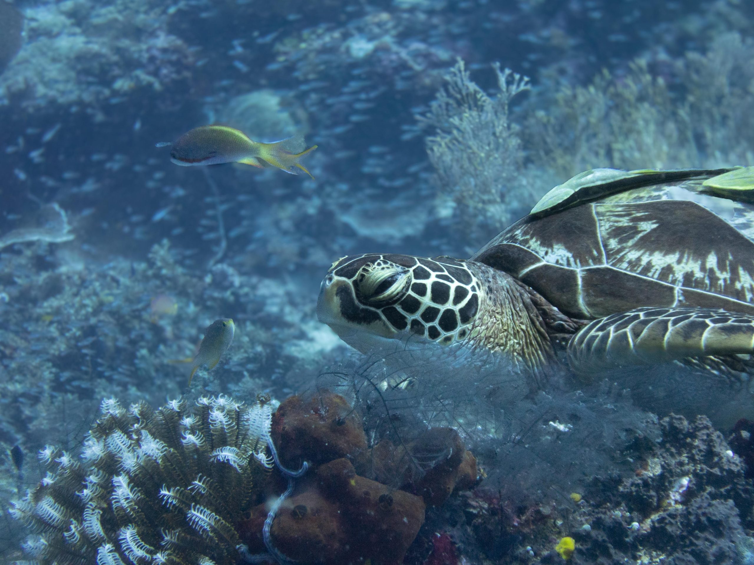 Turtle in Con Dao